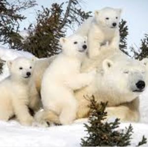 Meet your Posher, Guylaine